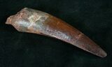 High Quality Spinosaurus Tooth #9067-1